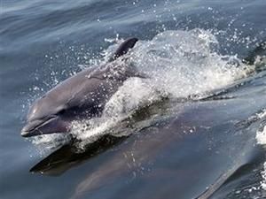 У Японії протестують проти фільму про вбивство дельфінів У Японії протестують проти фільму про вбивство дельфінів