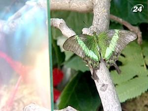 В Київському зоопарку з'явились тропічні метелики В Київському зоопарку з'явились тропічні метелики