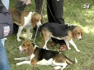 У Києві розпочалася третя виставка мисливських собак У Києві розпочалася третя виставка мисливських собак