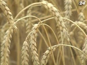 Експорт зерна прогнозують на рівні 21 млн. тонн Експорт зерна прогнозують на рівні 21 млн. тонн