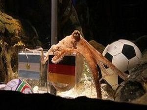Відомий німецький восьминіг пророкує поразку Німеччині (ВІДЕО)
