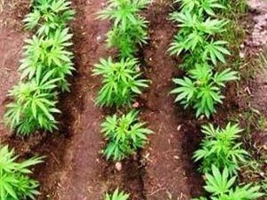 У Києві 70-річна пенсіонерка виростила на 100 тис. наркотиків У Києві 70-річна пенсіонерка виростила на 100 тис. наркотиків