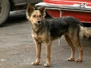 Власників псів-агресорів жорстко каратимуть новими штрафами Власників псів-агресорів жорстко каратимуть новими штрафами