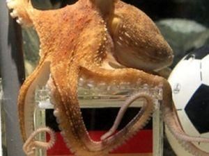 Німецькі фани закликають віддати восьминога Пауля акулам Німецькі фани закликають віддати восьминога Пауля акулам