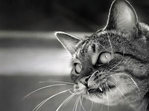 У США 16 голодних котів з’їли свого господаря У США 16 голодних котів з’їли свого господаря