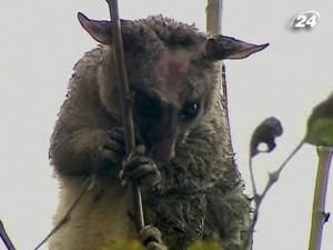 Австралійці рятували опосума, що заблукав у місті Австралійці рятували опосума, що заблукав у місті