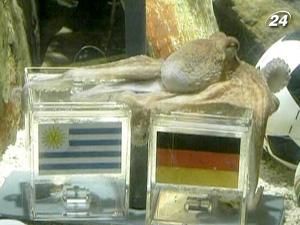 Восьминіг Пауль визначив трійку призерів Мундіалю Восьминіг Пауль визначив трійку призерів Мундіалю