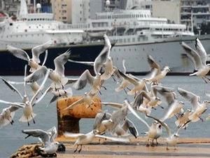 У Швеції збудували туалет для чайок