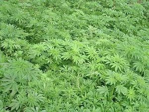 У Донецькій області знайшли 2 га конопель У Донецькій області знайшли 2 га конопель