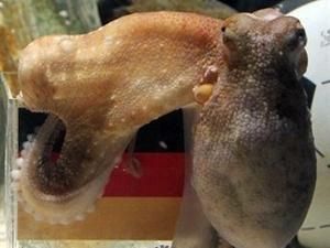 Восьминіг Пауль стане обличчям рекламної кампанії мережі ресторанів у ПАР Восьминіг Пауль стане обличчям рекламної кампанії мережі ресторанів у ПАР