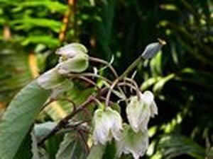 В Ірландії вперше за 102 роки в ботанічному саду зацвіло дерево В Ірландії вперше за 102 роки в ботанічному саду зацвіло дерево