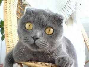 В Англії кіт крав жіночу білизну для своїх господарів В Англії кіт крав жіночу білизну для своїх господарів