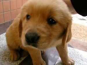 В Австралії відкрилась школа танців для собак В Австралії відкрилась школа танців для собак