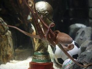 Восьминога не продали. Йому подарували копію Кубка світу Восьминога не продали. Йому подарували копію Кубка світу