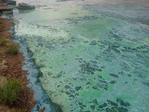 Одесу настрашили плямами із водоростей