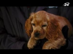 "Коти проти собак-2": Діггс має знайти та знешкодити Кітті Галор "Коти проти собак-2": Діггс має знайти та знешкодити Кітті Галор