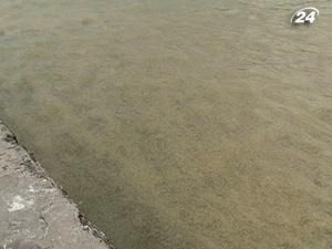 У пік сезону в Одесі знову закрили більшість пляжів - 12 липня 2010 - Телеканал новин 24 У пік сезону в Одесі знову закрили більшість пляжів - 12 липня 2010 - Телеканал новин 24