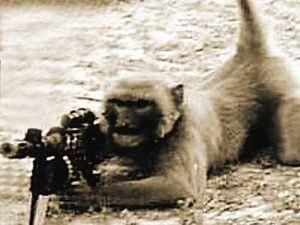 Таліби вчать мавп стріляти із автоматів по американцям Таліби вчать мавп стріляти із автоматів по американцям