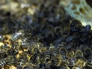 На Вінничині бджоли до смерті закусали чоловіка На Вінничині бджоли до смерті закусали чоловіка