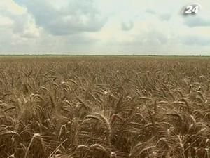 Дощі в Криму зіпсували селянам жнива Дощі в Криму зіпсували селянам жнива