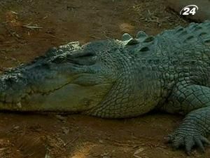 В Австралії чоловік на підпитку пробрався у вольєр до крокодила В Австралії чоловік на підпитку пробрався у вольєр до крокодила