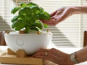 Польські вчені: рослини мають інтелект Польські вчені: рослини мають інтелект