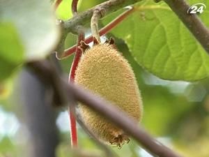 У центрі Ужгорода росте плантація ківі У центрі Ужгорода росте плантація ківі