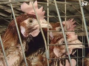 Україна збільшила експорт м’яса птиці Україна збільшила експорт м’яса птиці