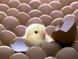 Британські вчені і суперкомп’ютер: першою була курка Британські вчені і суперкомп’ютер: першою була курка