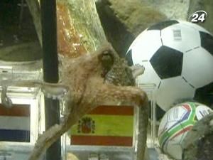 Іспанці зацікавилися восьминогом Іспанці зацікавилися восьминогом