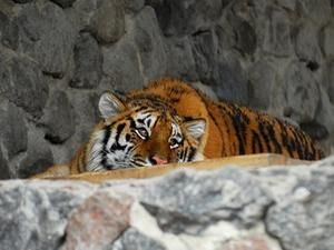 У київському зоопарку хижаки рятуються від спеки у басейнах У київському зоопарку хижаки рятуються від спеки у басейнах