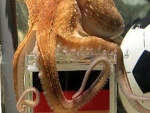 Восьминіг Пауль назвав наступного Президента Росії Восьминіг Пауль назвав наступного Президента Росії