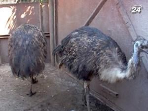 На Вінниччині сім'я Гордієнків уже 20 років вирощує екзотичних птахів На Вінниччині сім'я Гордієнків уже 20 років вирощує екзотичних птахів