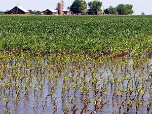 Івано-Франківська облрада просить 19 млн. грн. на відшкодування збитків посівів Івано-Франківська облрада просить 19 млн. грн. на відшкодування збитків посівів