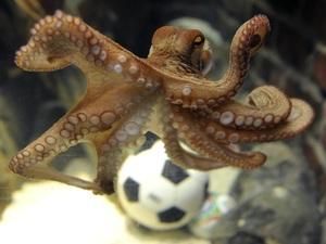 Восьминіг Пауль тепер має особистого охоронця Восьминіг Пауль тепер має особистого охоронця