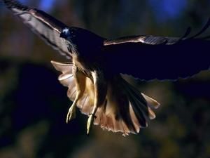 У Британії хижі птахи охороняють школярів У Британії хижі птахи охороняють школярів