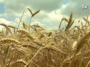 Зростання цін на зерно не вплине на інфляцію Зростання цін на зерно не вплине на інфляцію