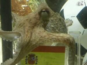 Восьминогу Паулю надали персонального охоронця Восьминогу Паулю надали персонального охоронця