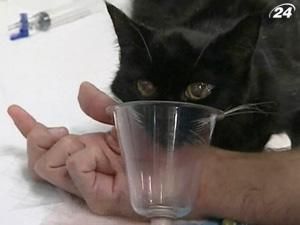 У США ветеринари роблять тваринам ультразвук та ЕКГ У США ветеринари роблять тваринам ультразвук та ЕКГ