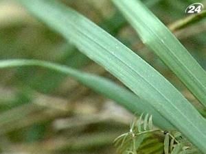 Біопальне: добре чи погано? Біопальне: добре чи погано?