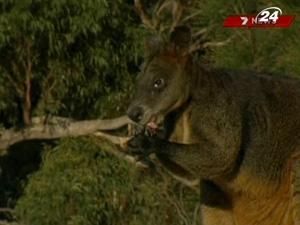 У передмісті Сіднея кенгуру заліз на дах будинку