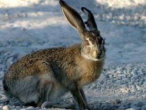 У Німеччині суд дозволив школярам лякати вчительку зайцями У Німеччині суд дозволив школярам лякати вчительку зайцями