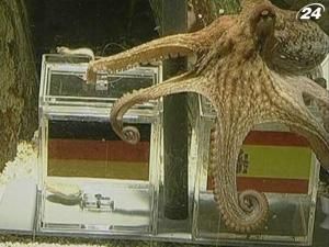 Росіяни запропонували за восьминога Пауля 100 тисяч євро Росіяни запропонували за восьминога Пауля 100 тисяч євро