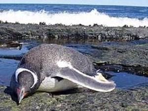 На пляжах Бразилії знаходять мертвих пінгвінів На пляжах Бразилії знаходять мертвих пінгвінів