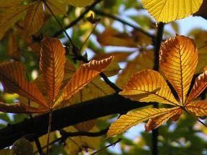 Вже через 20 років Донецьк може залишитись без дерев Вже через 20 років Донецьк може залишитись без дерев