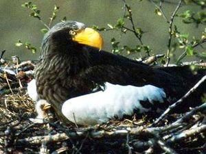 Німецький орнітолог приїхав на Камчатку поговорити з птахами їх мовою Німецький орнітолог приїхав на Камчатку поговорити з птахами їх мовою