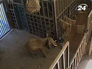 У зоопарку Огайо слон травмував доглядача У зоопарку Огайо слон травмував доглядача