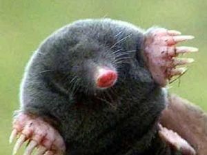 У Москві екологи поять водою навіть кротів У Москві екологи поять водою навіть кротів