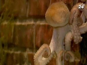 Футбольний оракул Пауль продовжує купатись у променях слави Футбольний оракул Пауль продовжує купатись у променях слави