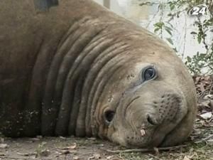 Морський тюлень заблукав серед яхт у Буенос-Айресі